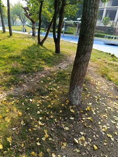 秋日林间草地落叶景致