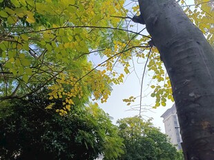 秋日大树与繁茂枝叶