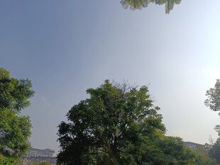 晴朗天空下的葱郁绿树