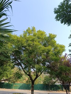 公园中葱郁的绿树景观