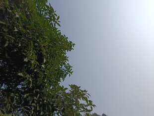 仰视绿树蓝天景象