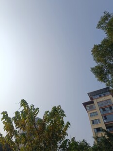 阳光下的树木与高楼