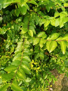 翠绿繁茂的植物叶片