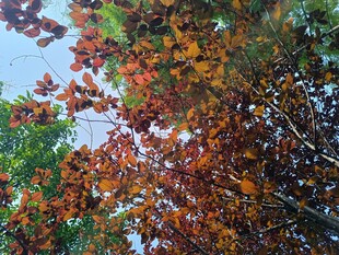 秋日斑斓树叶美景