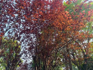 秋日斑斓树林美景