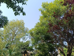 夏日繁茂树林景观