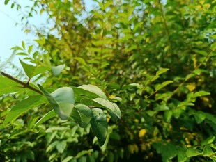 绿叶繁茂的植物景象