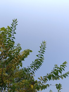 枝头绿叶映蓝天