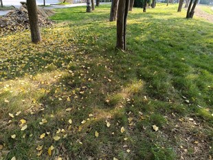 秋日林间草地光影景致