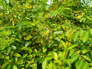 茂密翠绿的植物景观