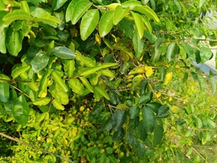 翠绿繁茂的植物枝叶