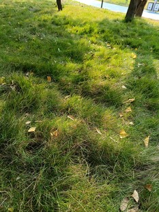 阳光下的翠绿草地