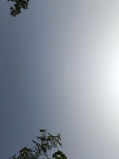 仰视天空中的树木与阳光