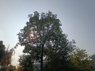 阳光下的挺拔树木