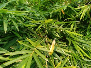 翠绿竹林中的鲜嫩竹笋