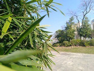 竹林旁的开阔道路