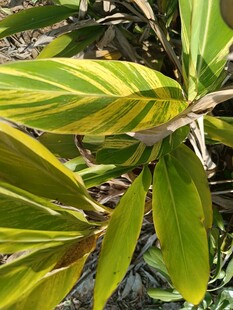 黄绿相间斑纹叶片植物