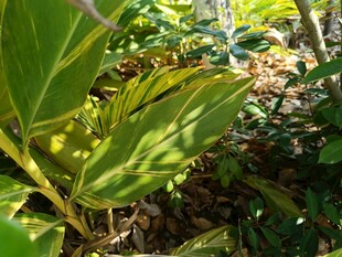 阳光下的斑斓绿叶