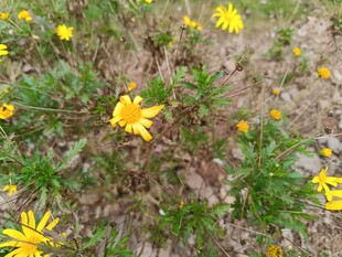 地上绽放的黄色小花