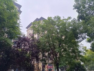 绿树环绕的居民楼