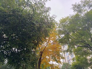 林间黄叶点缀葱郁绿树