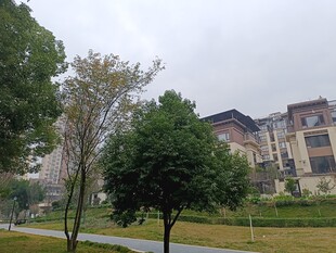 校园建筑旁的绿树景观