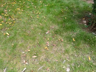 秋日草地落叶景象