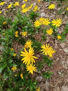 金黄小花绽放于草地