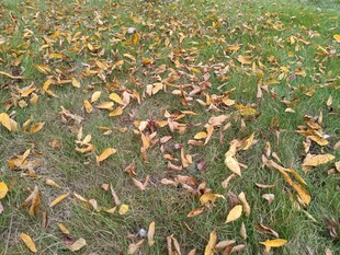 秋日草地落叶景致