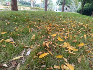 秋日草地落叶景致