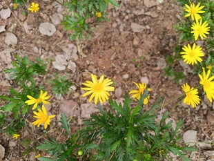 泥土旁绽放的黄色小花