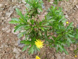 黄色小花生长于绿植间