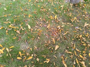 草地上的缤纷落叶