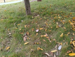 树下落叶铺就秋日美景