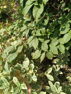 绿叶繁茂的植物景观