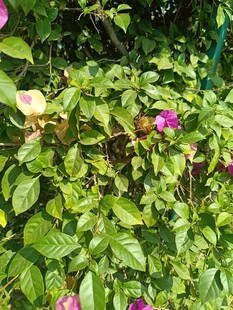 绿叶丛中的娇艳紫花