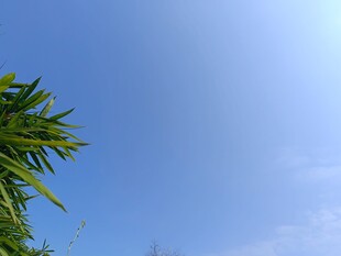 蓝天映衬下的翠绿竹叶