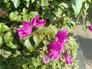 娇艳三角梅绽放绿叶间