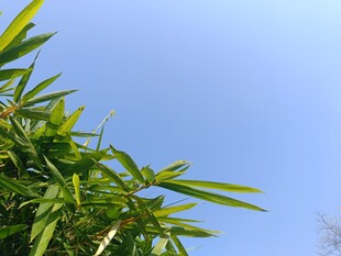 蓝天映衬下的翠绿竹叶