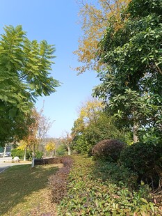 秋日林间小道美景