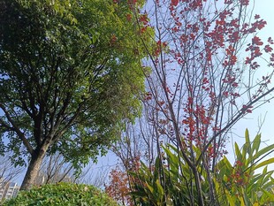 秋日多彩树木景观