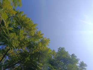 阳光下的葱郁树木