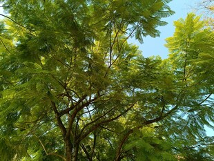 夏日繁茂绿树景观