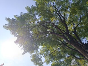 阳光透过树叶的绿意景象