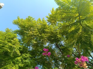 蓝天绿叶间的艳丽繁花