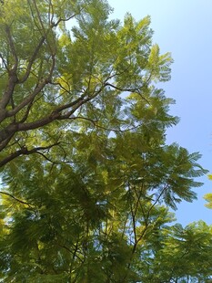 阳光下的繁茂绿树