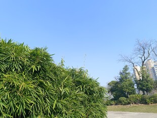 户外绿植与蓝天景致