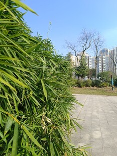 路边翠绿植物与远处建筑