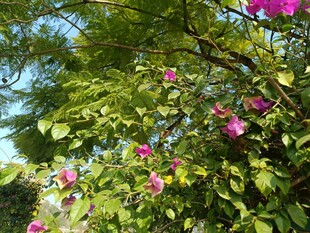 繁花绿叶间的春日景致