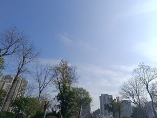 城市蓝天与树木景观